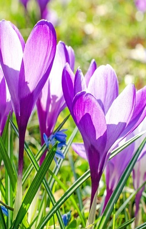 Frühlingsbild Feilchen violett.jpg